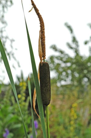 [0] Typha latifolia - Breitblättriger Rohrkolben