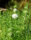 Mentha cervina 'Alba' - Englische Wasser-Minze - Hydro (wurzelnackt)