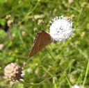 Schmetterlings-Paradies