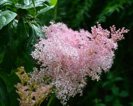 [0] Filipendula rubra 'Venusta' - Spierstaude