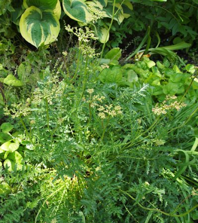 [0] Filipendula vulgaris 'Plena' - Kleines Mädesüß