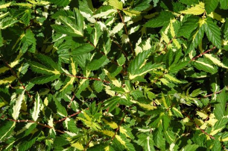 [0] Filipendula ulmaria 'Variegata' - Mädesüß