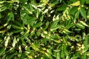 Filipendula ulmaria 'Variegata' - Mädesüß