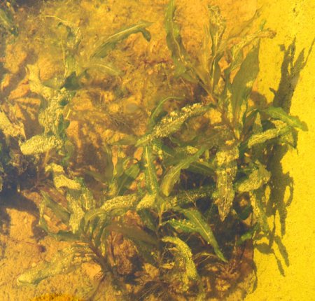 [0] Potamogeton x nitens - Schimmerndes Laichkraut