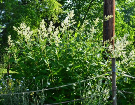 [0] Persicaria x fennica 'Johanniswolke' - Bergknöterich