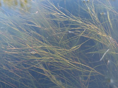 [0] Potamogeton pectinatus - Kamm-Laichkraut