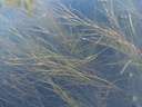 Potamogeton pectinatus - Kamm-Laichkraut