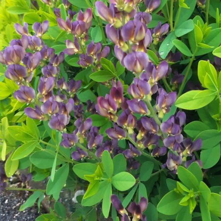 [0] Baptisia x variicolor 'Twilite' (Prairieblues) - Färberhülse
