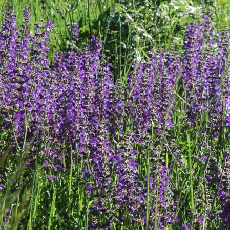 [0] Salvia pratensis - Wiesen-Salbei