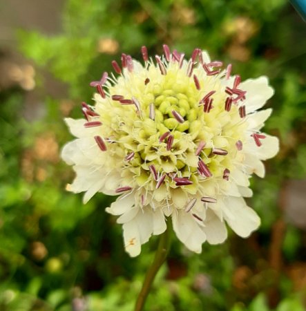 [0] Cephalaria radiata - Schuppenkopf