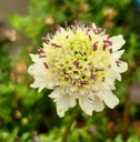Cephalaria radiata - Schuppenkopf