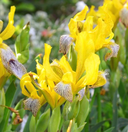 [0] Iris variegata - Bunt-Schwertlilie