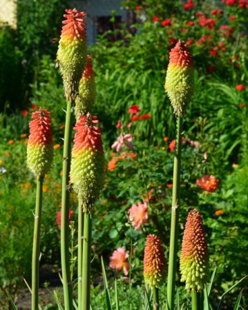 [0] Kniphofia uvaria - Fackellilie