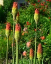 Kniphofia uvaria - Fackellilie
