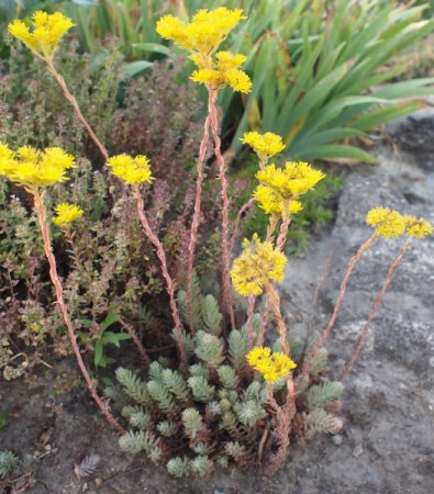 [0] Sedum reflexum - Tripmadam
