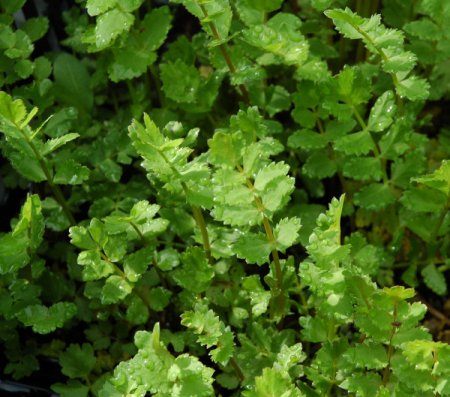 [0] Berula erecta - Berle