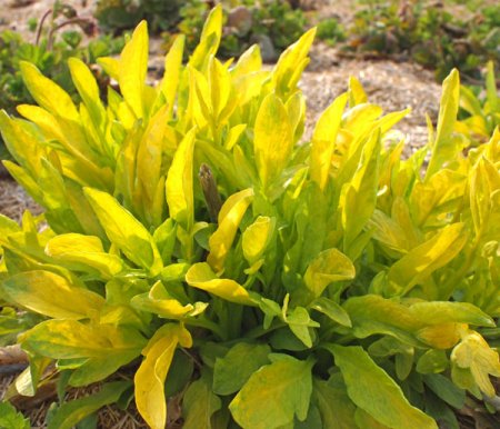 [0] Valeriana phu 'Aurea' - Baldrian