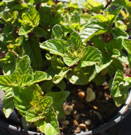 [0] Mentha 'Berries and Cream' - Beeren-Minze
