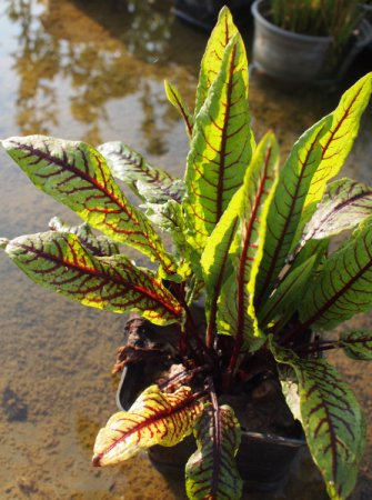[0] Rumex sanguineus - Blut-Ampfer