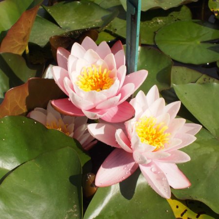 [0] Nymphaea 'Colossea' - Seerose