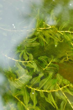 [0] Potamogeton perfoliatus - Durchwachsenes Laichkraut