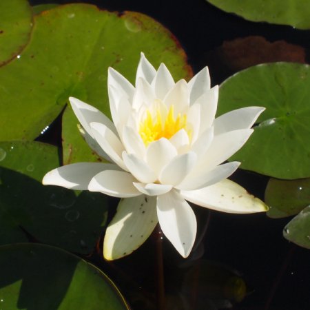 [0] Nymphaea odorata 'Alba' - Seerose