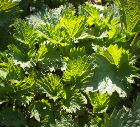 [0] Urtica dioica - Große Brennnessel