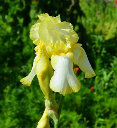 [0] Iris (Barbata-Elatior) 'Eastertime' - Hohe Bart-Schwertlilie