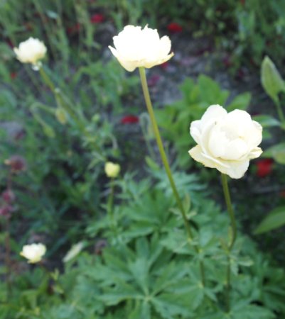 [0] Trollius x cultorum 'Alabaster' - Helle Trollblume