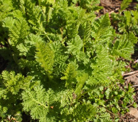 [0] Tanacetum vulgare var. crispum - Krausblättriger Rainfarn