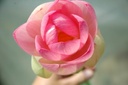 Nelumbo nucifera - Lotos
