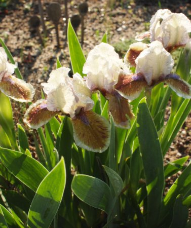 [0] Iris (Barbata-Nana) caramelfarben - Zwerg-Bart-Schwertlilie