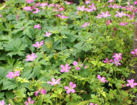 [0] Geranium gracile 'Sirak' - Storchschnabel