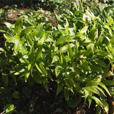 [0] Disporopsis pernyi 'Bill Baker' - Immergrünes Feenglöckchen
