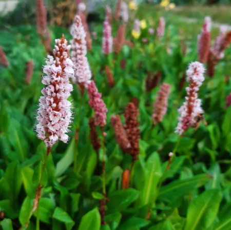 [0] Persicaria affinis 'Darjeeling Red' - Knöterich