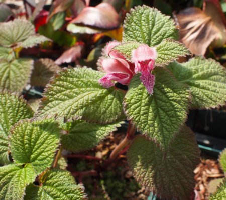 [0] Lamium orvala - Nesselkönig