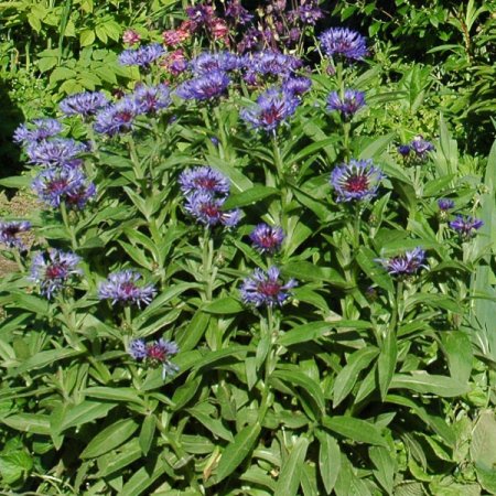 [0] Centaurea montana - Bergflockenblume