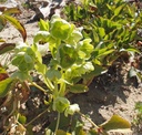 Helleborus foetidus - Nieswurz