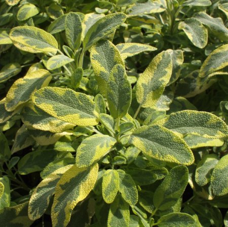 [0] Salvia officinalis 'Icterina' - Gelbbunter Salbei