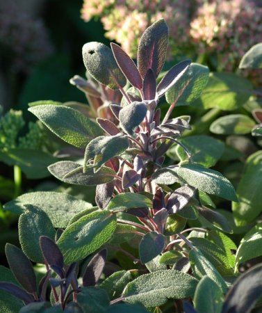 [0] Salvia officinalis 'Purpurascens' - Purpur-Salbei