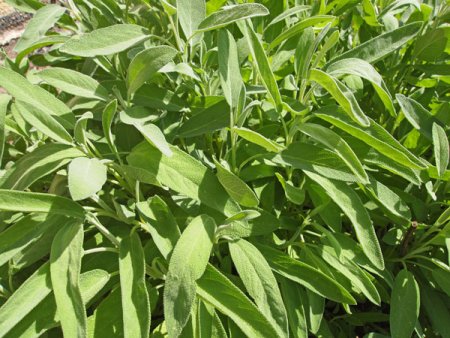 [0] Salvia officinalis 'Berggarten' - Gewürz-Salbei