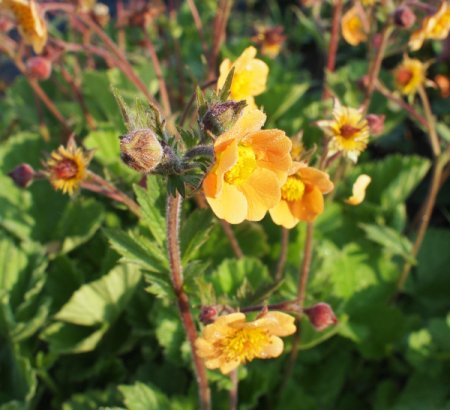 [0] Geum 'Beutelsend' - Nelkenwurz