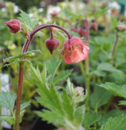 [0] Geum rivale 'Bruchtal' - Bach-Nelkenwurz