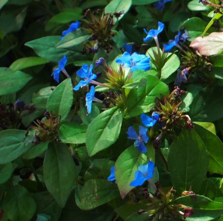 [0] Ceratostigma plumbaginoides - Bleiwurz