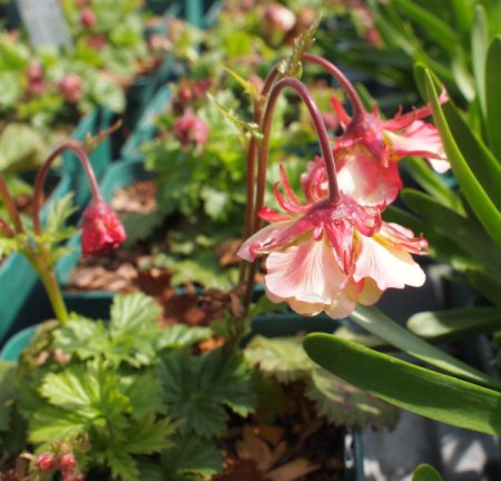 [0] Geum 'Pretticoats Peach' ® - Nelkenwurz