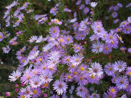[0] Aster pringlei 'Pink Star' - Myrten-Aster