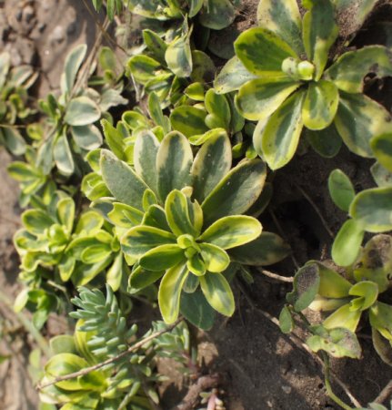 [0] Arabis ferdinandi-coburgii 'Old Gold' - Gänsekresse