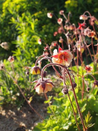 [0] Geum 'Savanna Sunset' - Nelkenwurz