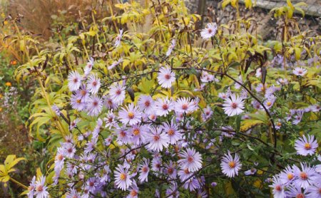 [0] Aster laevis 'Calliope' - Glatte Aster
