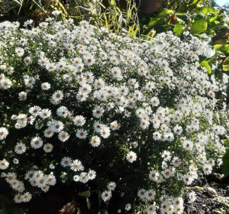 [0] Aster dumosus, weiß - Kissen-Aster